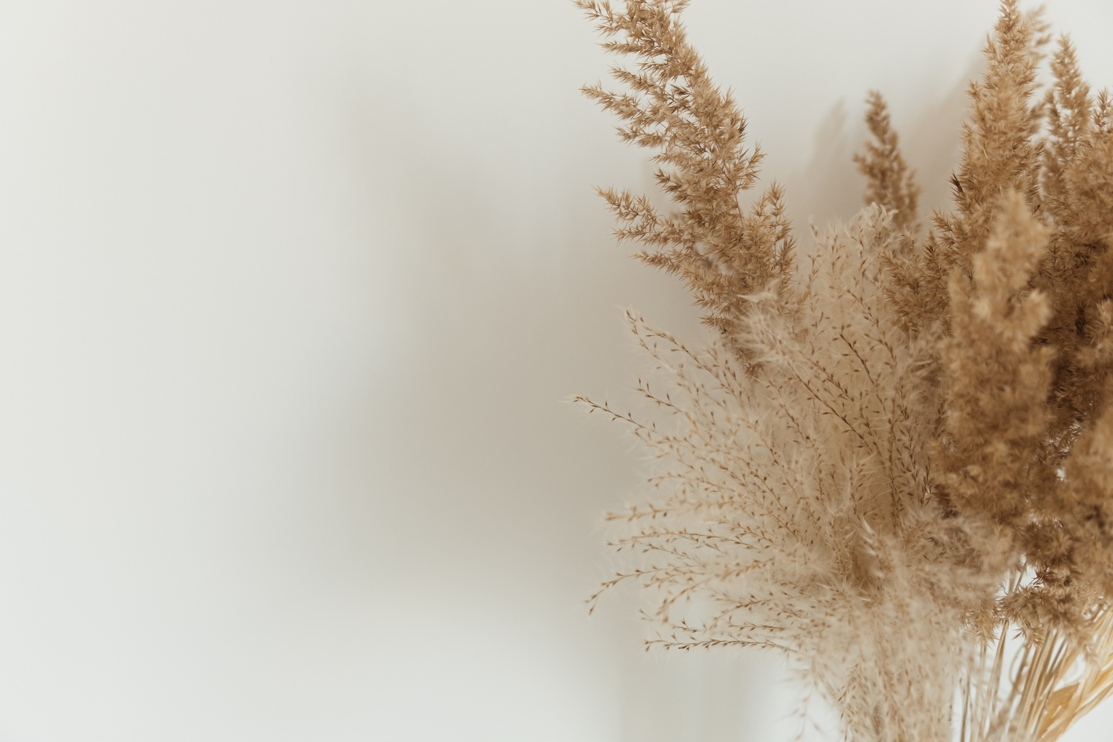 Dried Flowers against the White Wall